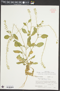 Rorippa sessiliflora image