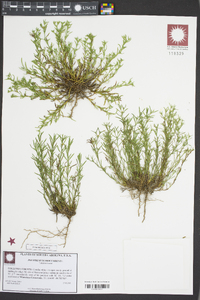 Polypremum procumbens image