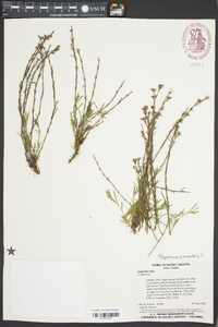 Polypremum procumbens image