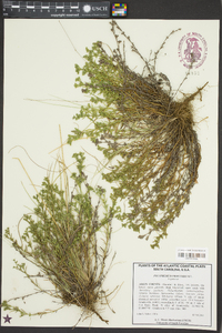 Polypremum procumbens image