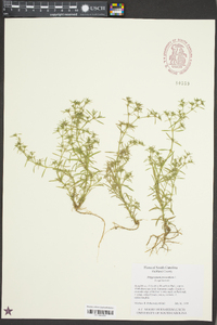 Polypremum procumbens image