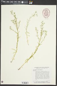 Polypremum procumbens image