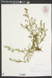 Polypremum procumbens image