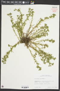 Polypremum procumbens image