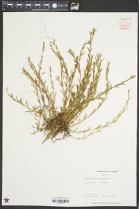 Polypremum procumbens image