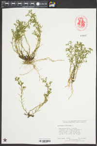 Polypremum procumbens image