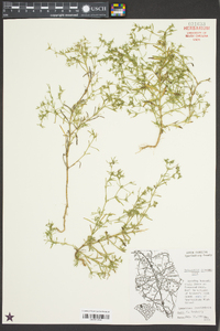 Polypremum procumbens image