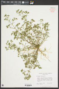 Polypremum procumbens image