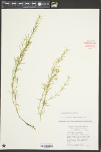 Polypremum procumbens image