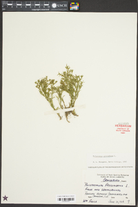 Polypremum procumbens image