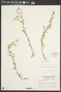 Polypremum procumbens image