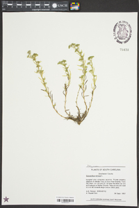 Polypremum procumbens image