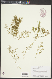 Polypremum procumbens image