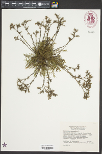 Polypremum procumbens image