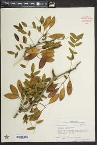 Gleditsia aquatica image