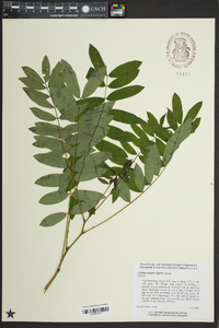 Senna hebecarpa image