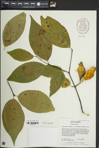 Calycanthus floridus image