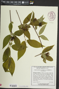 Calycanthus floridus image