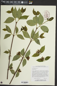 Calycanthus floridus image