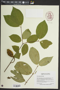 Calycanthus floridus image