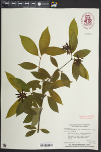 Calycanthus floridus image