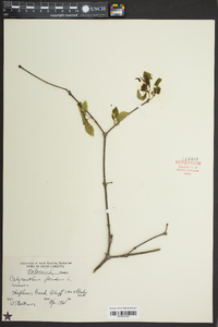 Calycanthus floridus image
