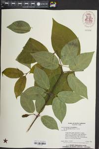 Calycanthus floridus image