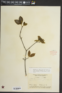 Calycanthus floridus image