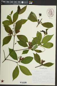 Calycanthus floridus image