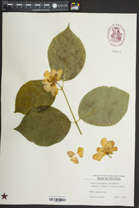 Calycanthus chinensis image