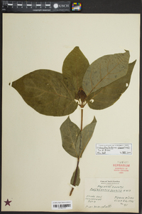 Calycanthus floridus image