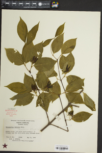 Calycanthus floridus image