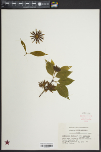 Calycanthus floridus image