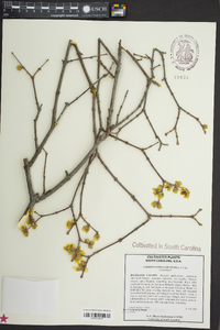 Chimonanthus praecox image