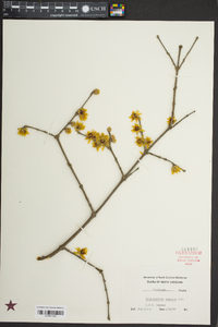 Chimonanthus praecox image