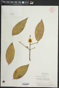 Chimonanthus praecox image