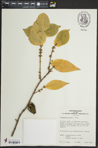 Chimonanthus praecox image