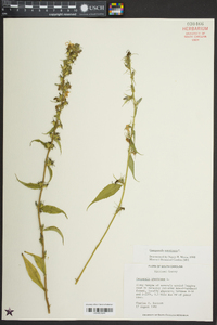 Campanulastrum americanum image