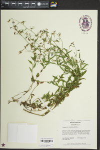 Campanula divaricata image