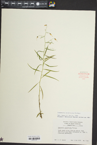 Campanula divaricata image