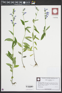 Lobelia georgiana image