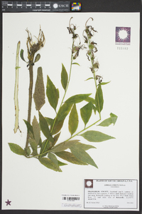 Lobelia amoena image