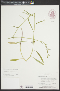 Lobelia batsonii image