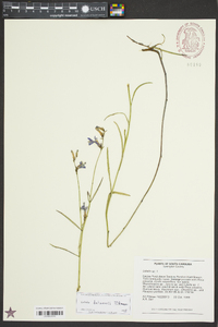 Lobelia batsonii image