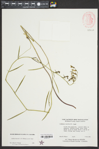 Lobelia batsonii image