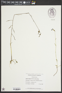 Lobelia batsonii image