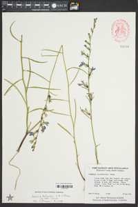 Lobelia batsonii image