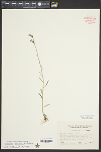 Lobelia batsonii image