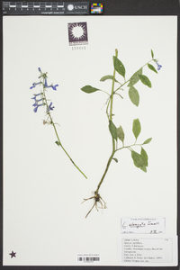 Lobelia elongata image