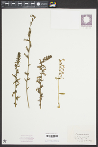 Lobelia elongata image